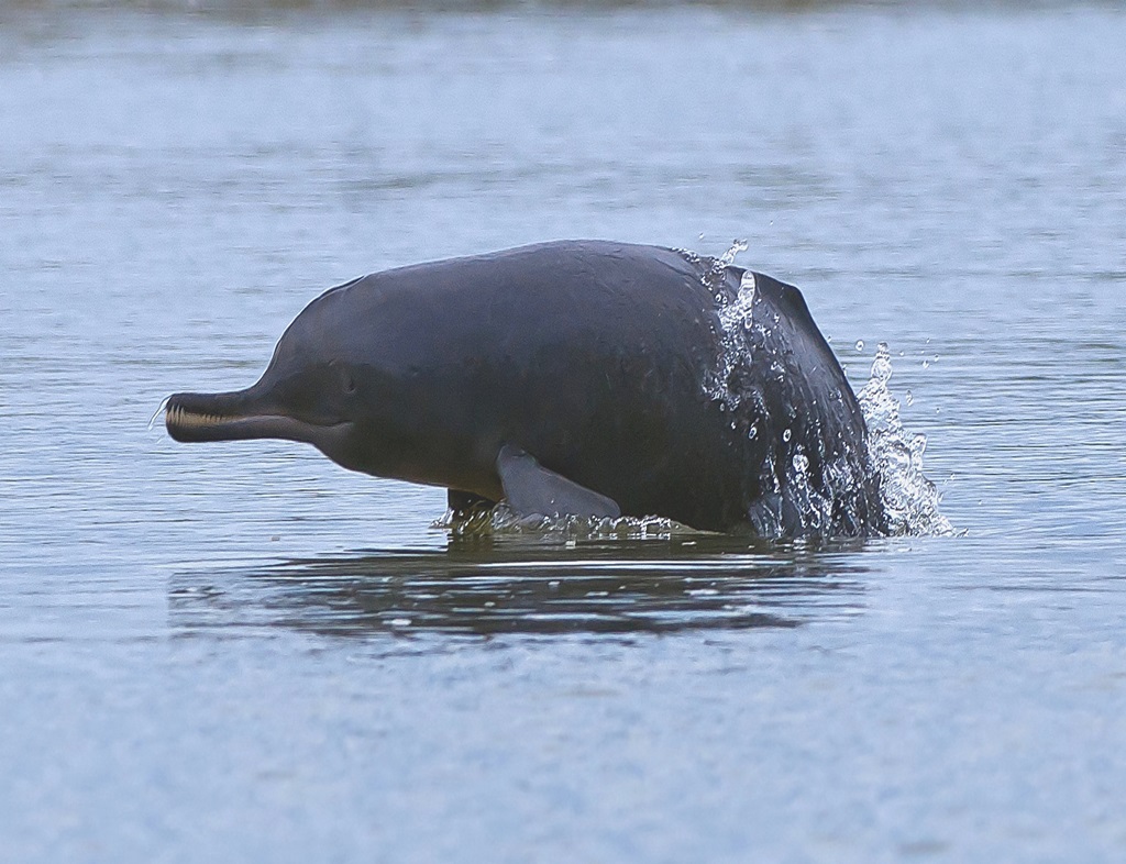 Indus-River-Dolphin-2619208767