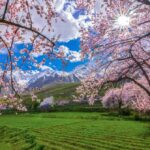 Pink cherry blossoms in Karimabad Hunza Valley with snow covered mountains in spring season Pakistan