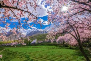 Pink cherry blossoms in Karimabad Hunza Valley with snow covered mountains in spring season Pakistan