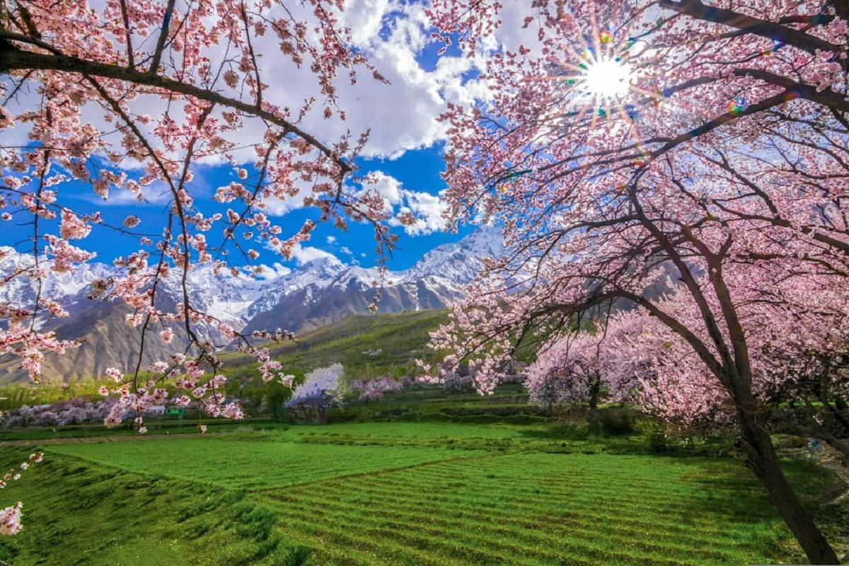 Pink cherry blossoms in Karimabad Hunza Valley with snow covered mountains in spring season Pakistan
